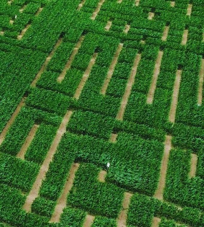 Les nocturnes du labyrinthe
