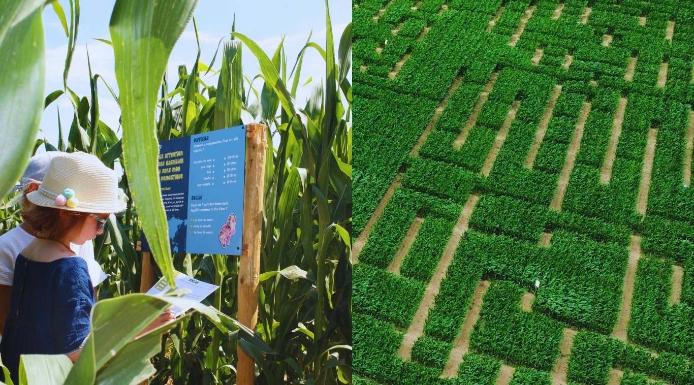 Le labyrinthe de maïs de Wissant